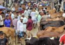 ফেনীর বিভিন্ন পশুর বাজারে দেশি গরুর দাপট