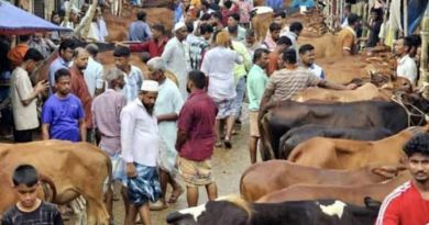ফেনীর বিভিন্ন পশুর বাজারে দেশি গরুর দাপট